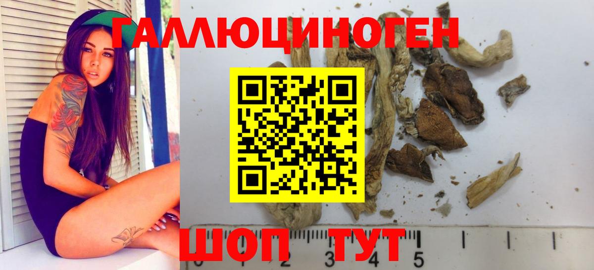 Псилоцибиновые грибы Psilocybe Кизилюрт